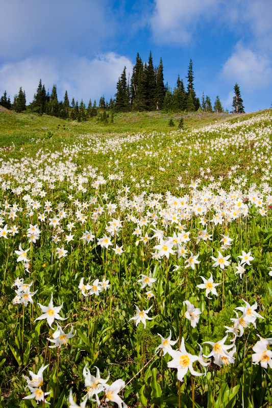 Meadow Of White Fawn Lily